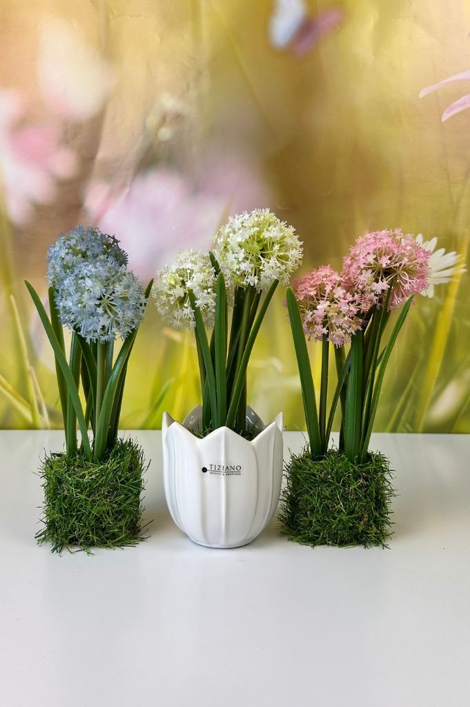 Allium weiß auf Grassockel