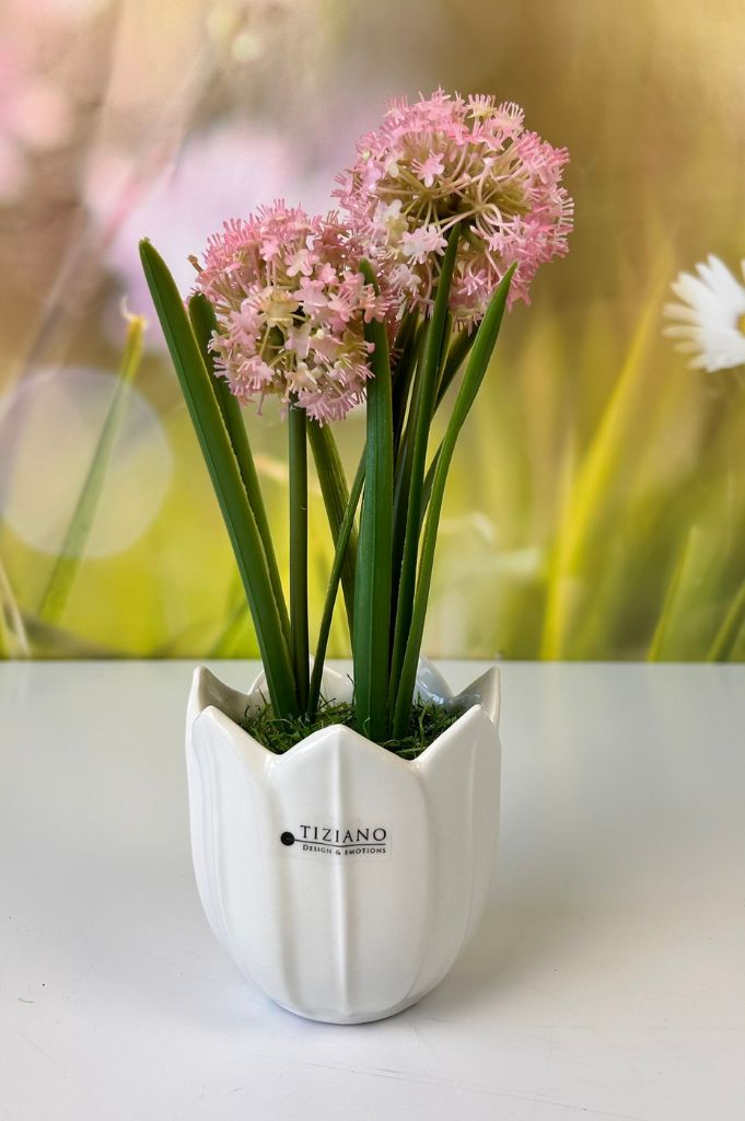 Allium rosa auf Grassockel