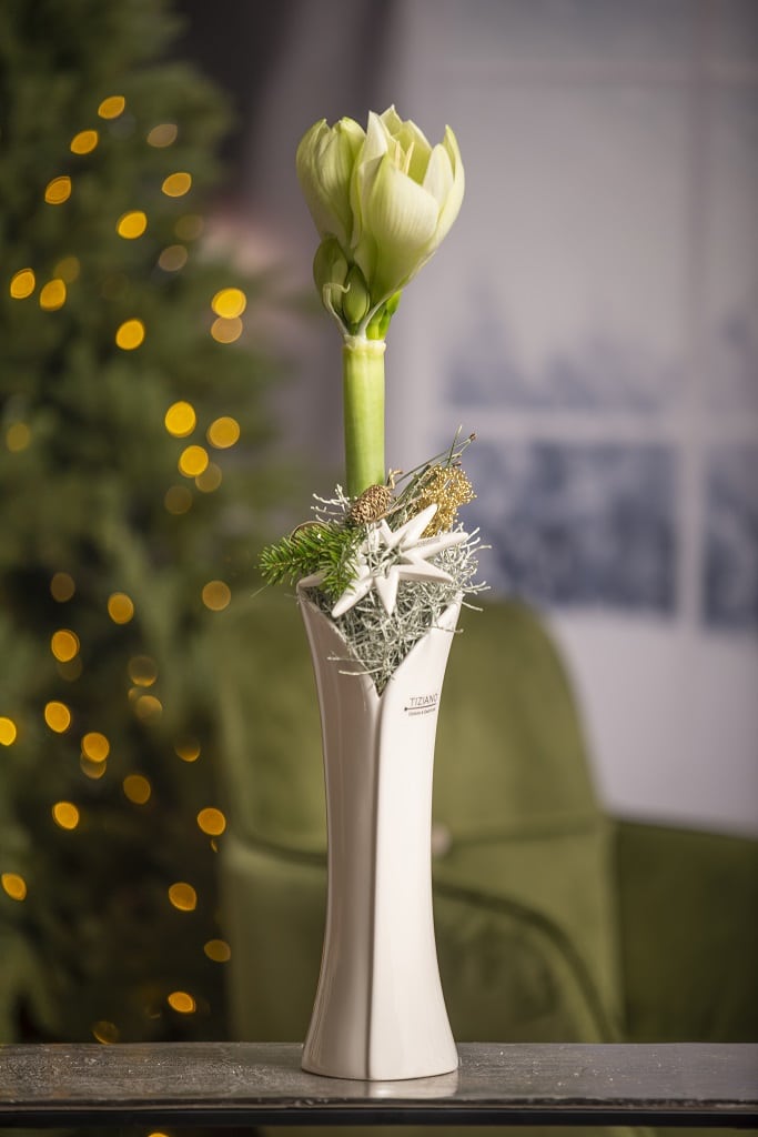 Amaryllisvase-Romina