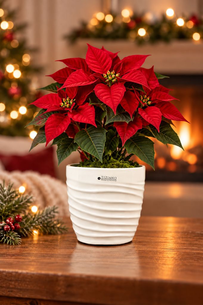 Orchideenkübel Catino 13cm creme-weiß