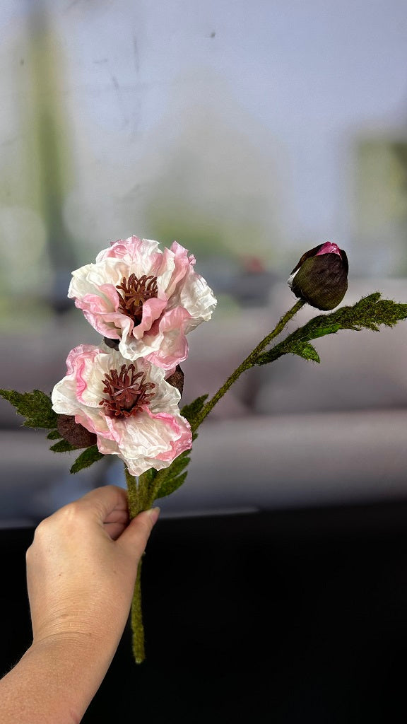 Mohn 2 Blüten/1 Knospe rosa