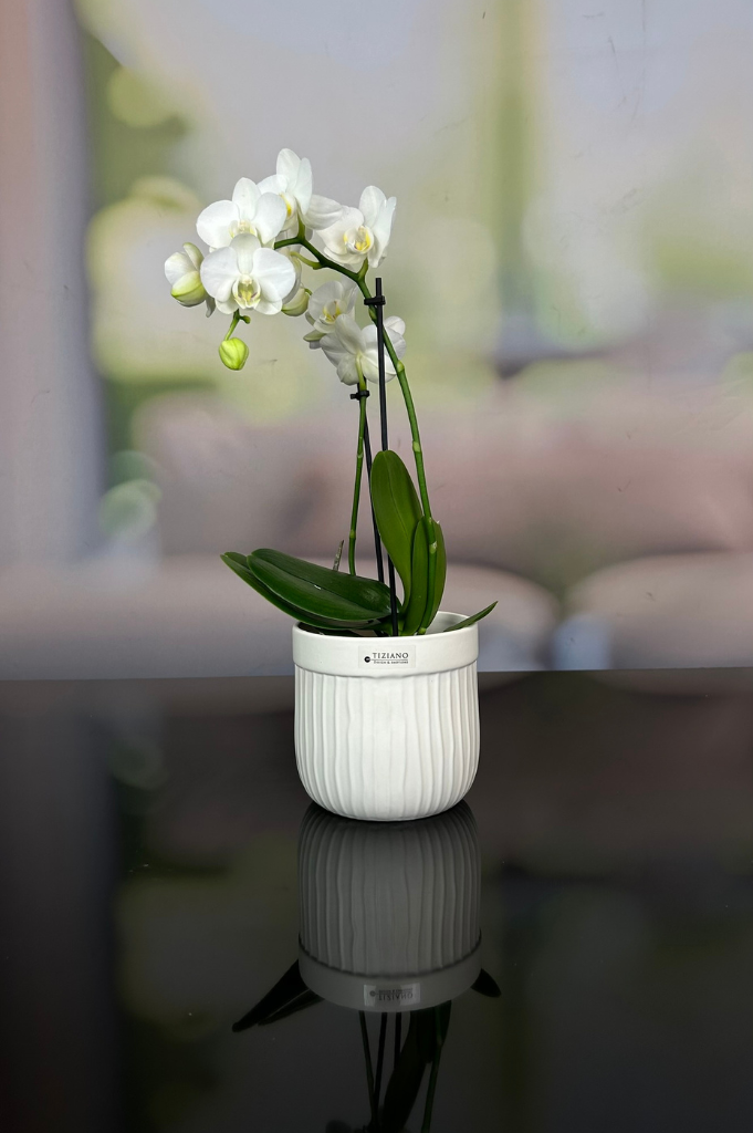 Orchideenkübel Formello in 3 Farbvarianten matt