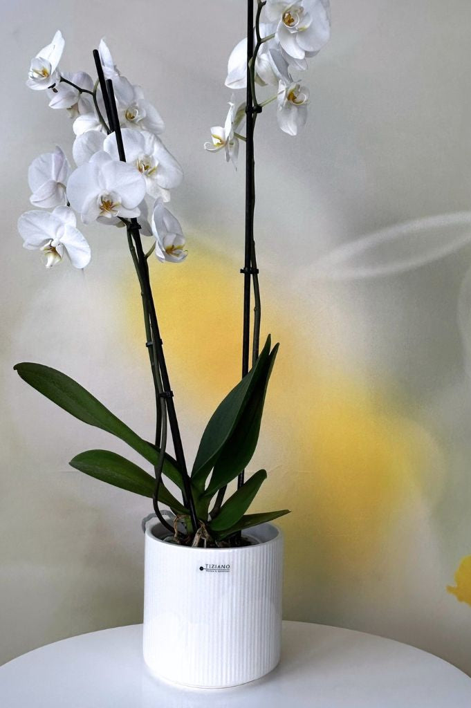 Orchideenkübel Galla 14cm creme-weiß