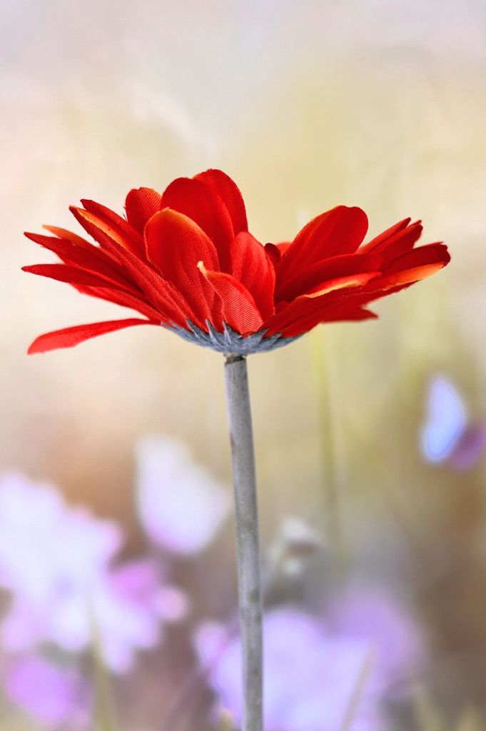 Dekoblume Gerbera blutorange