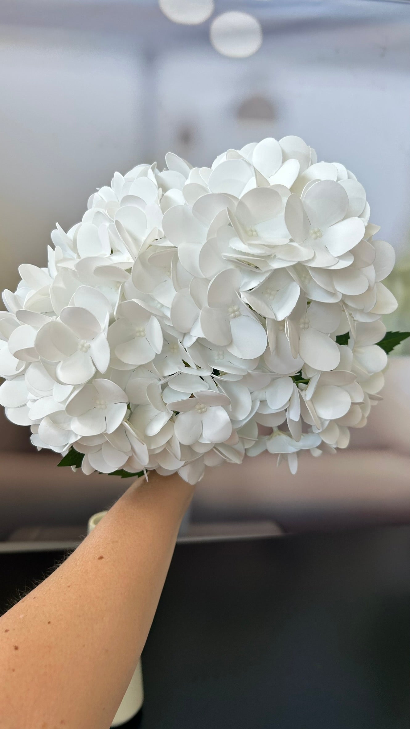 Hortensienbusch weiß