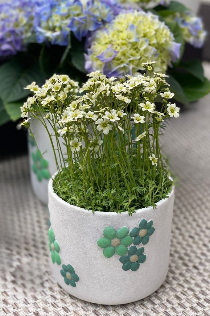Kübel Villa rustik mit grünen Blumen