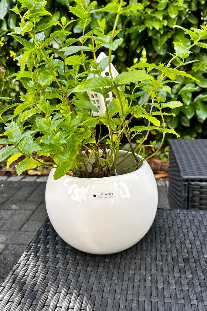 Kübel Morenga creme-weiß