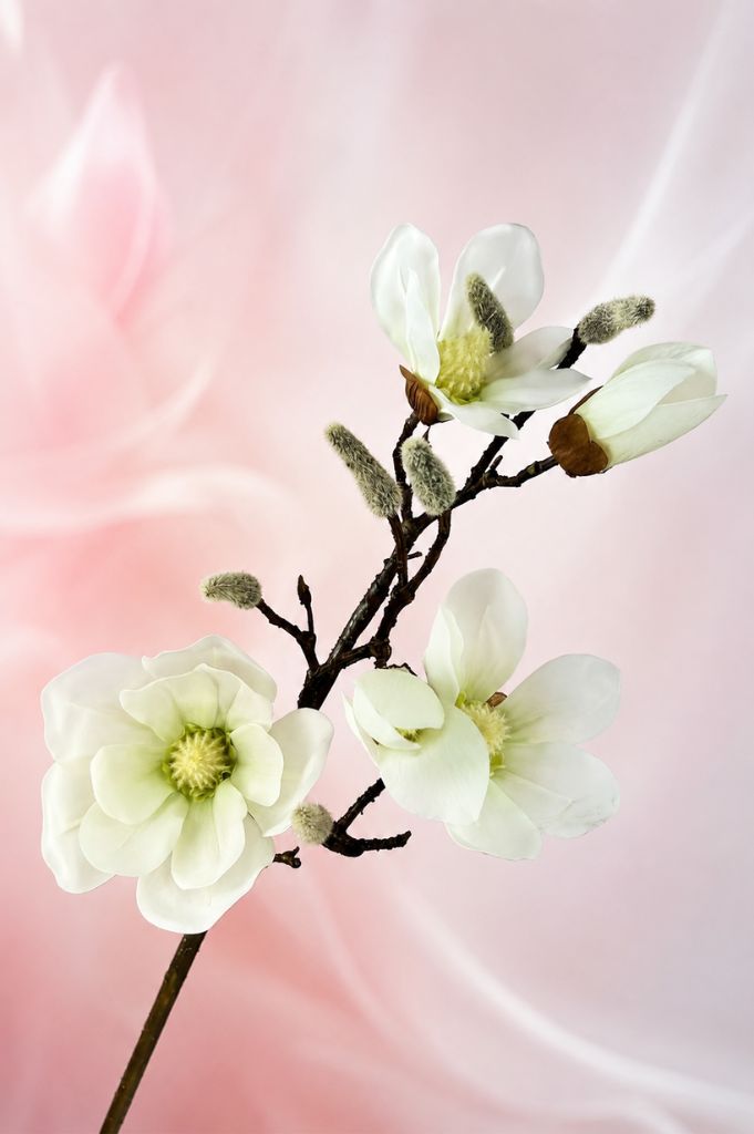 Magnolienzweig 88cm weiß