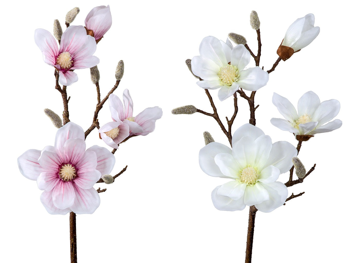 Magnolienzweigfarbsort.