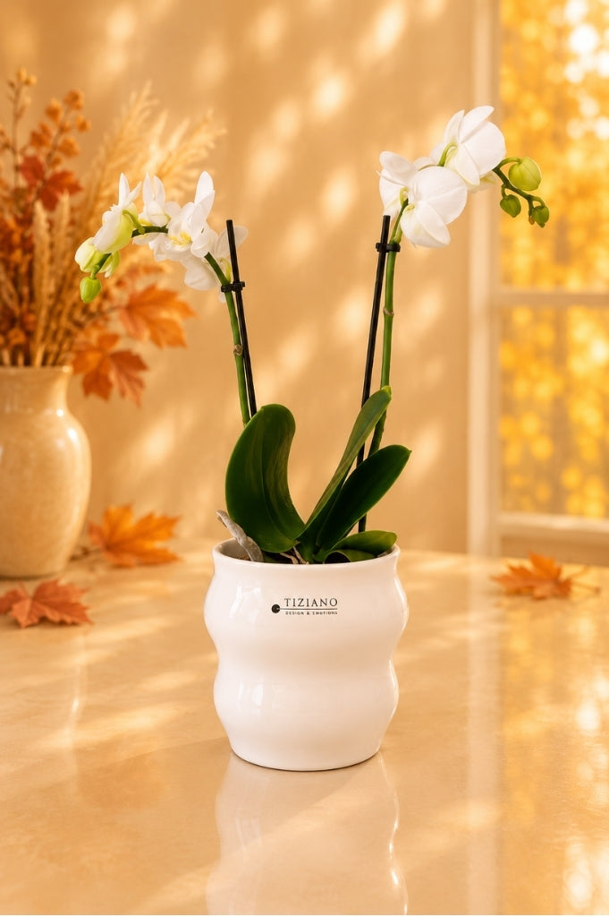 Orchideen Blumentopf Miseri 13cm weiß-creme