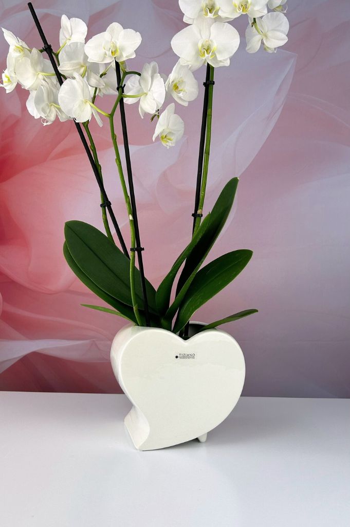 Orchideenkübel Amore 18,5 creme