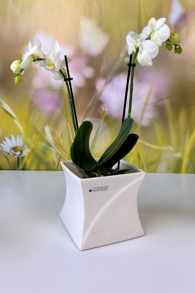 Orchideenkübel Mateo 13cm creme-weiß