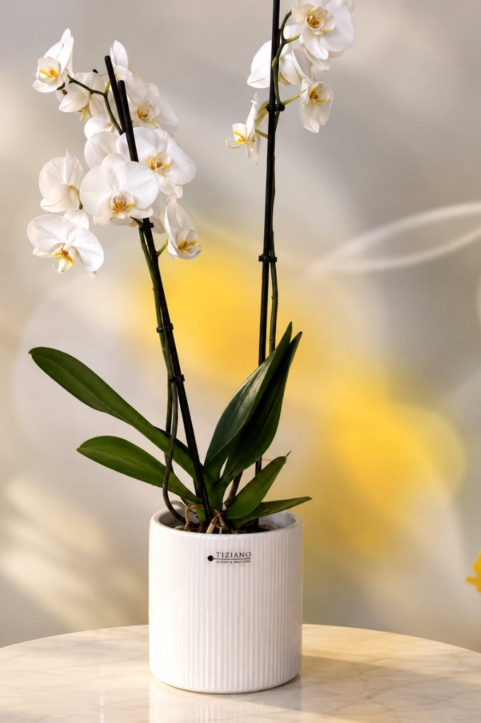 Orchideenkübel Galla 14cm creme-weiß