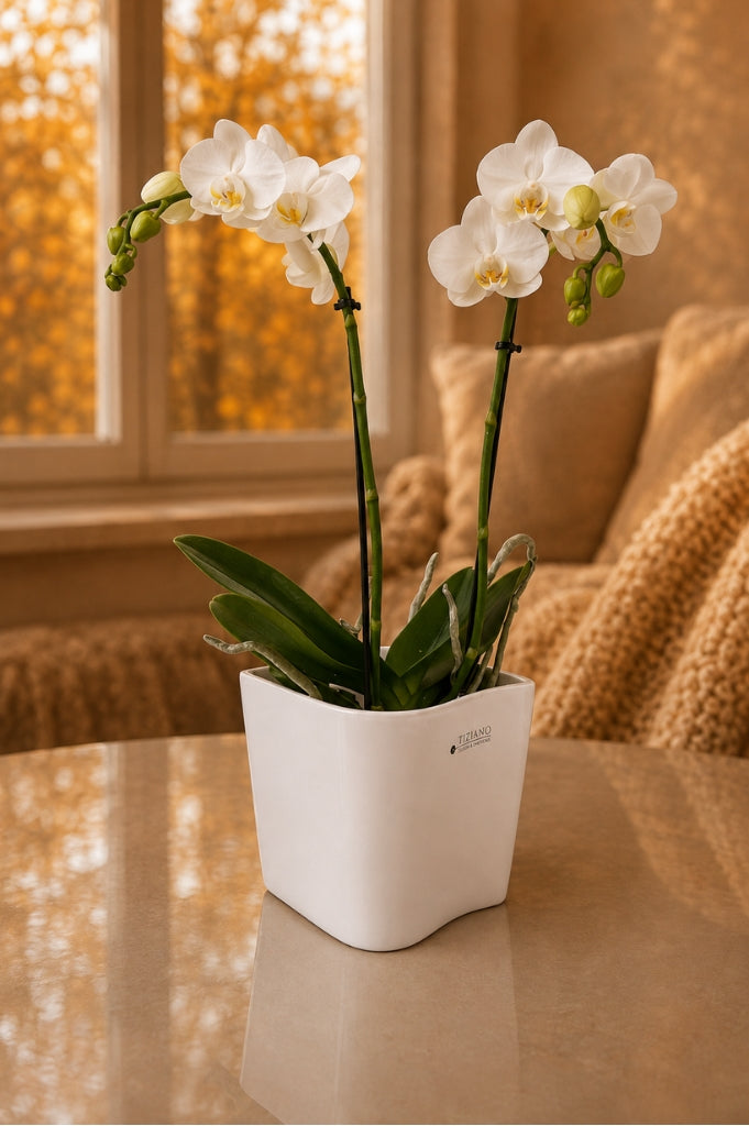 Orchideenkübel Napoli 13,5cm creme-weiß