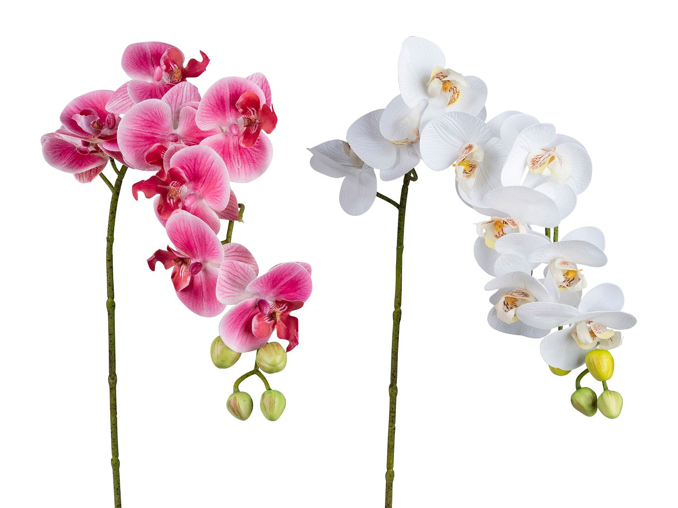 Orchideenzweig_farb_sort
