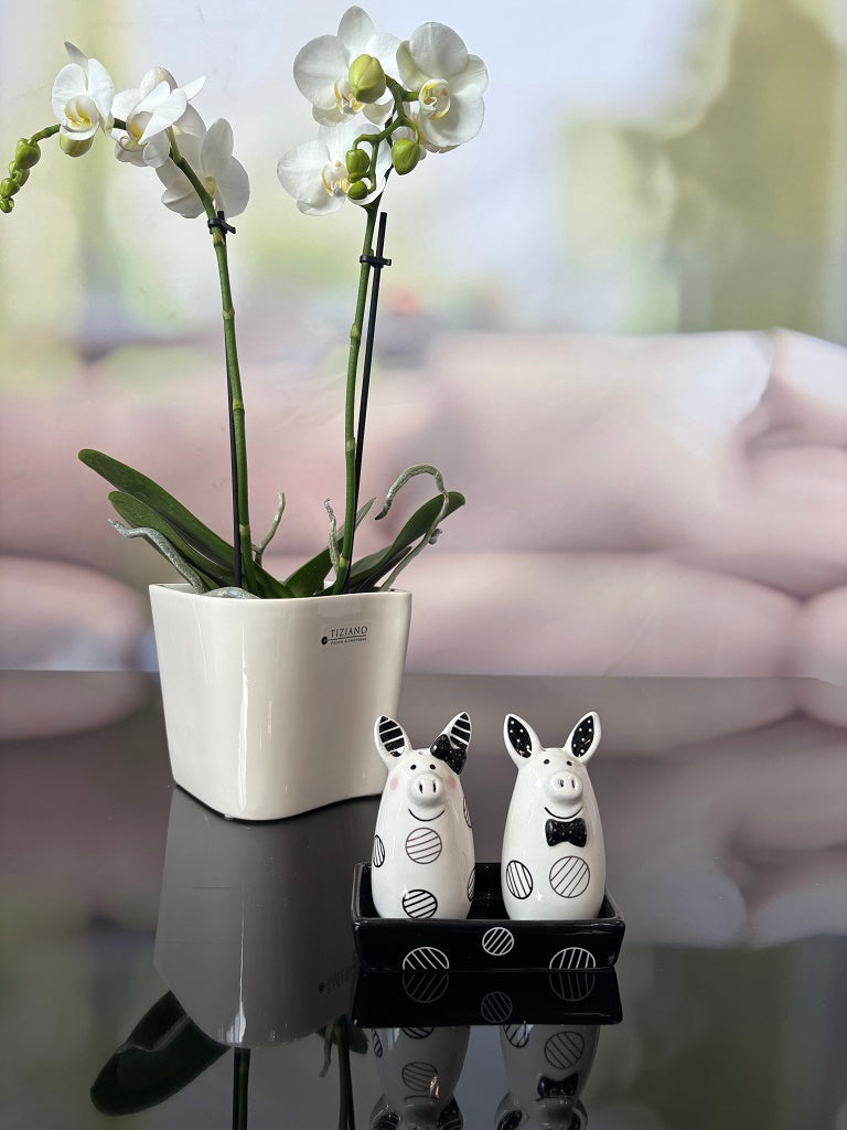 Deko Salz+Pfefferset Schweinchenpaar schwarz-weiß