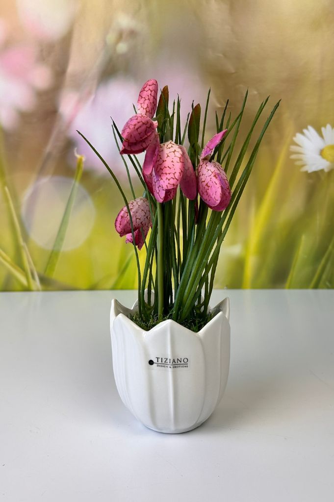 Schachbrettblume weiß oder pink