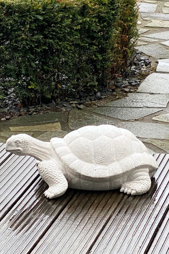 Schildkröte Clio