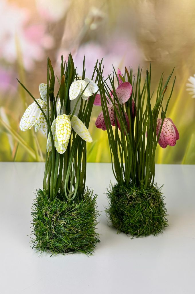 Schachbrettblume weiß oder pink