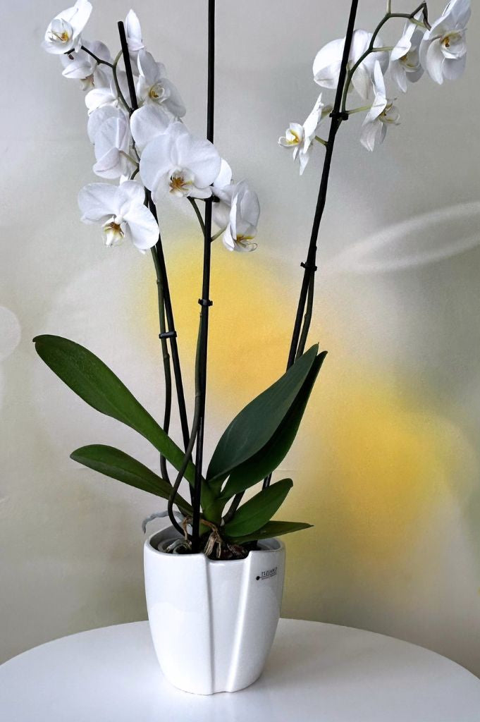 Orchideenkübel Soraga 14,5cm creme-weiß