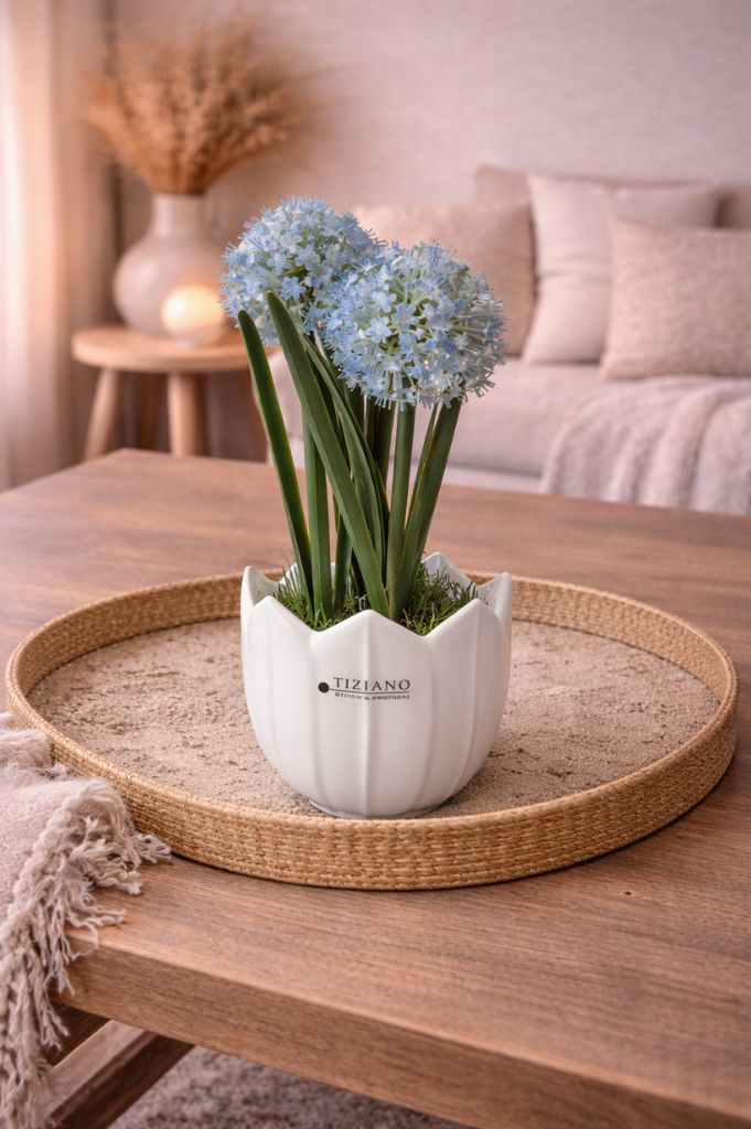 Allium blau auf Grassockel