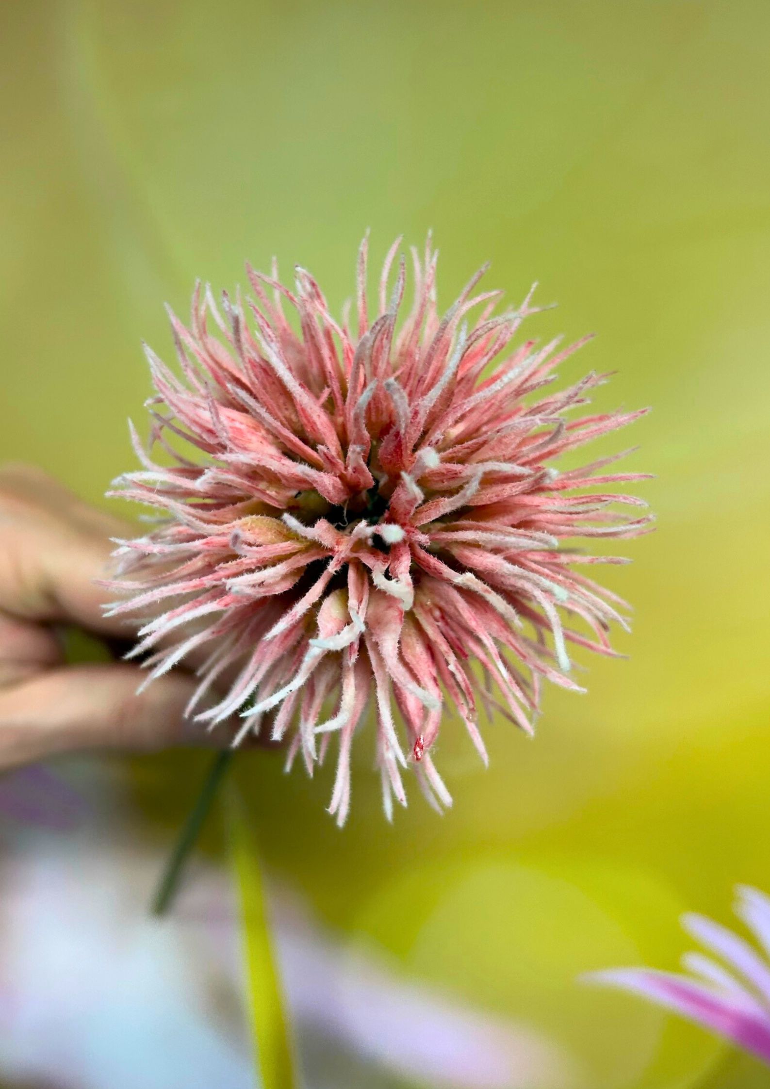 allium-pink-50cm-detail