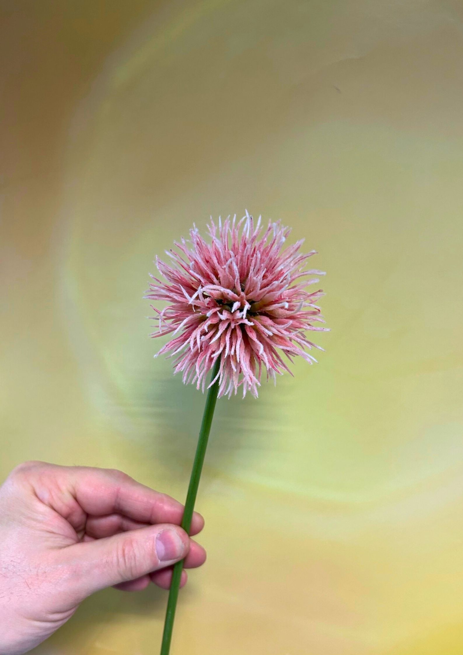 allium-pink-50cm