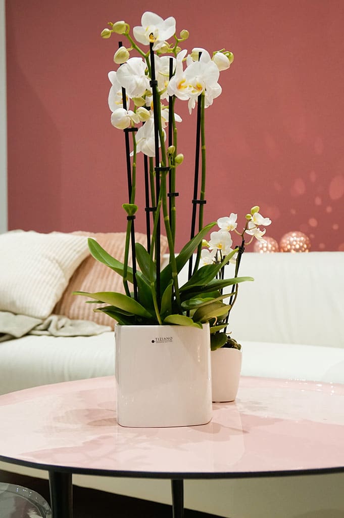 crosia-kuebel-weiss-creme-ambiente