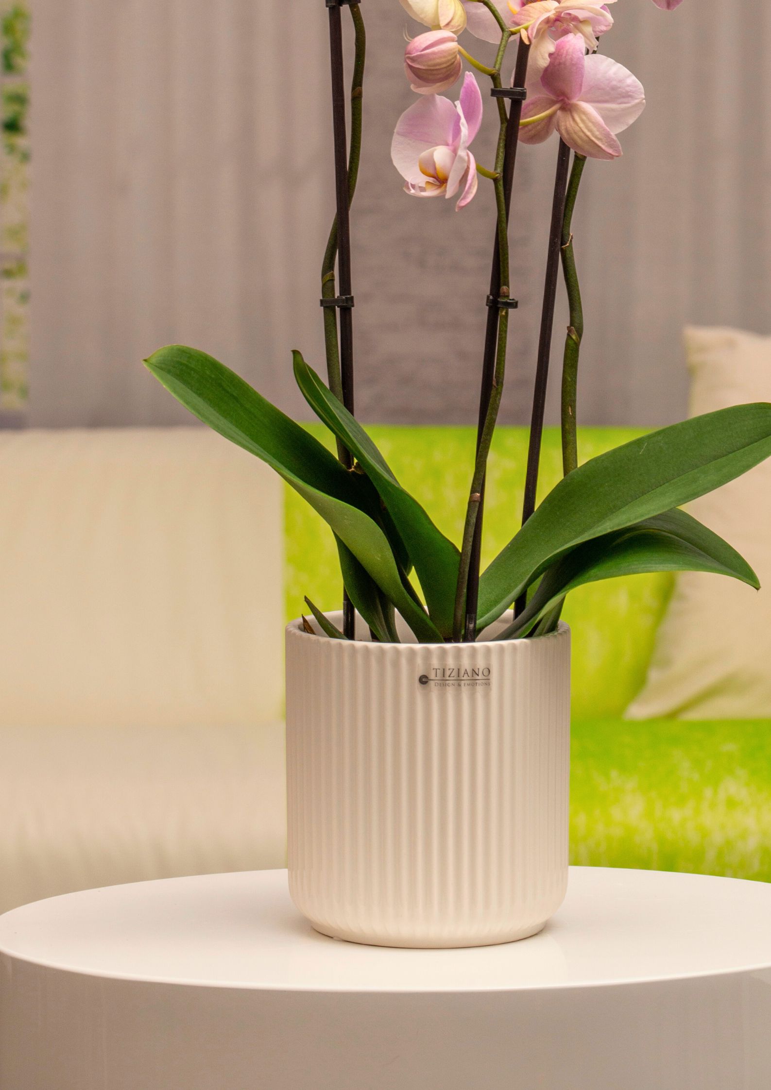 galla-orchideenkuebel-detail