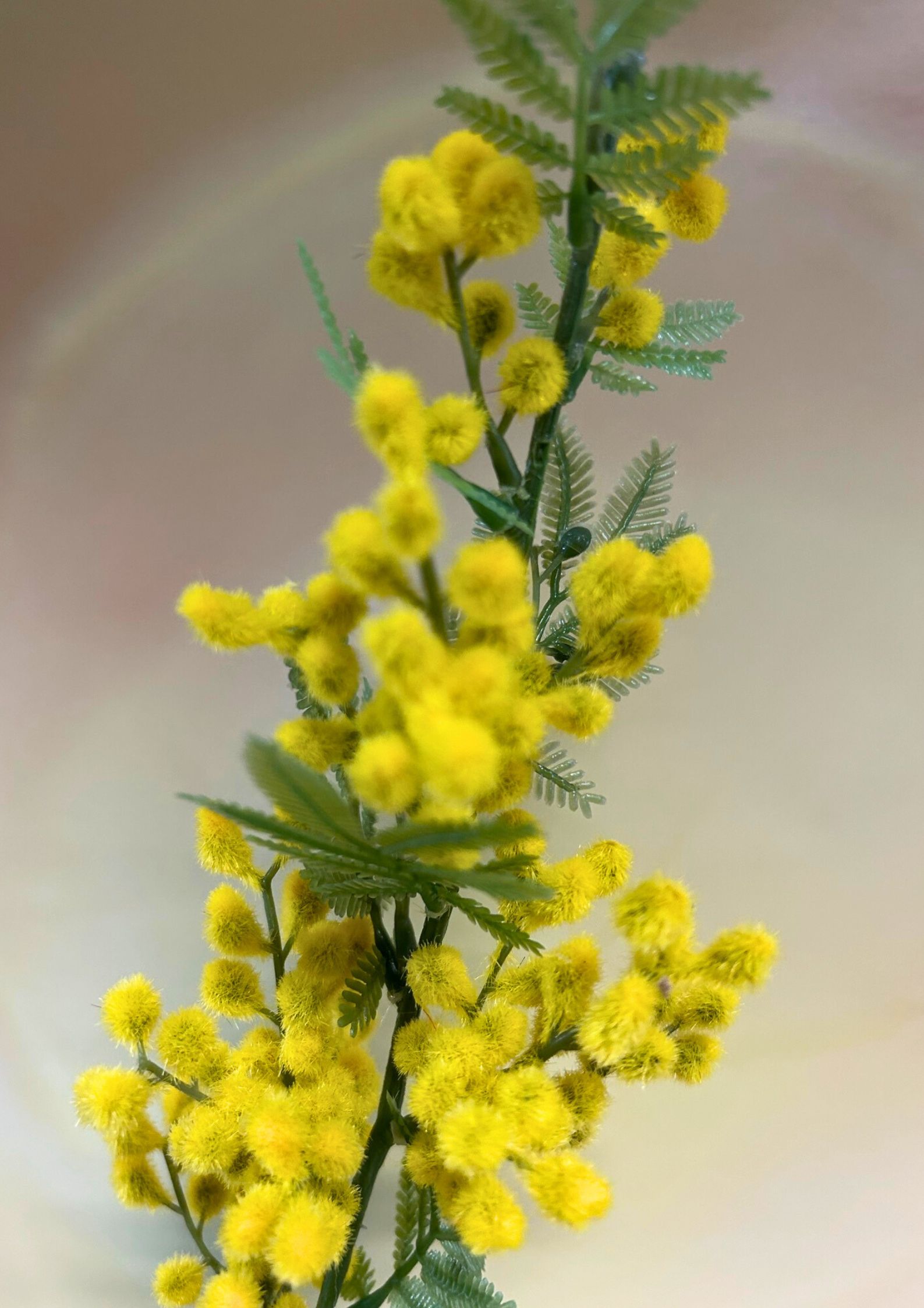 mimosenzweig-70cm-gelb-detail