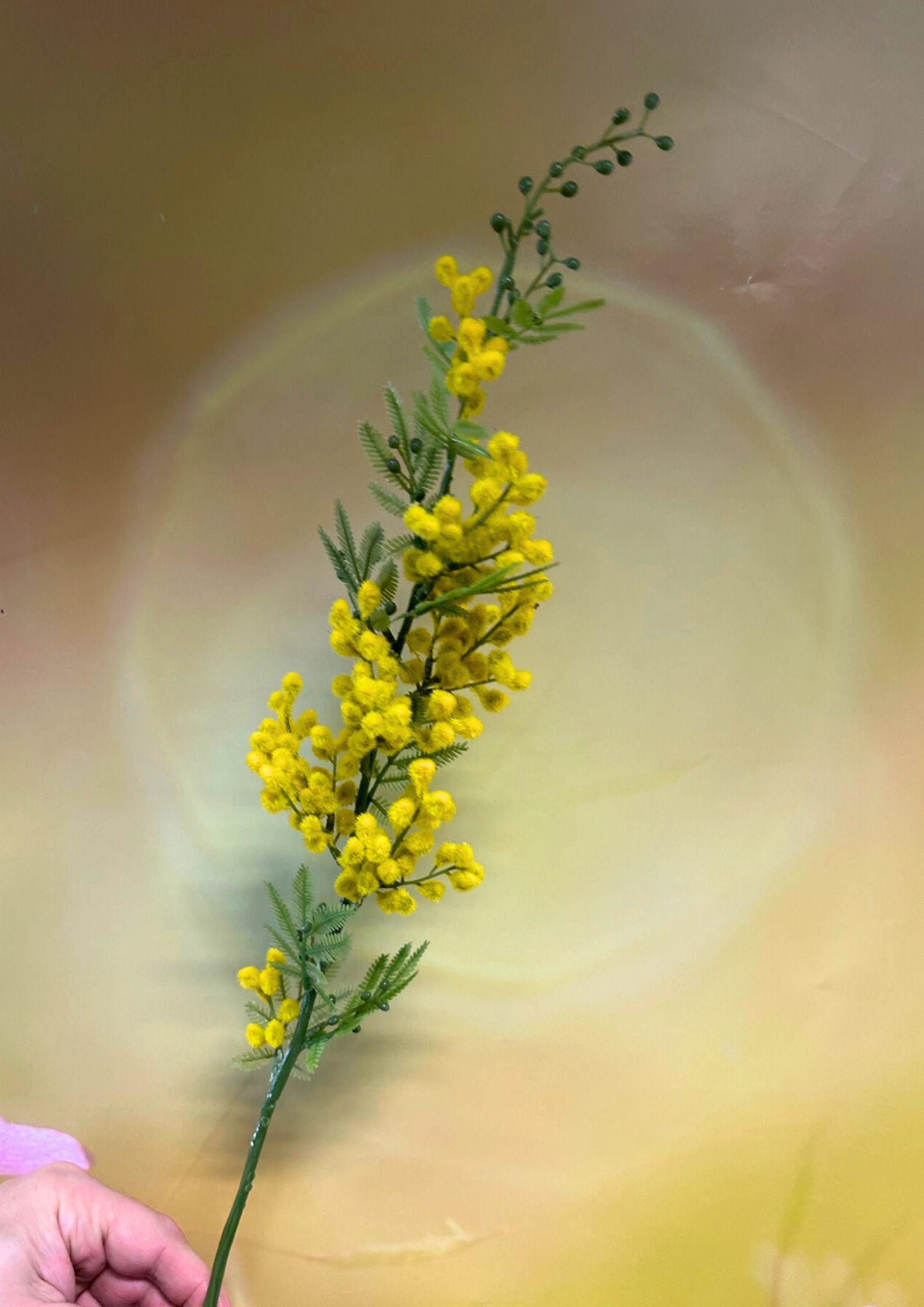 mimosenzweig-70cm-gelb