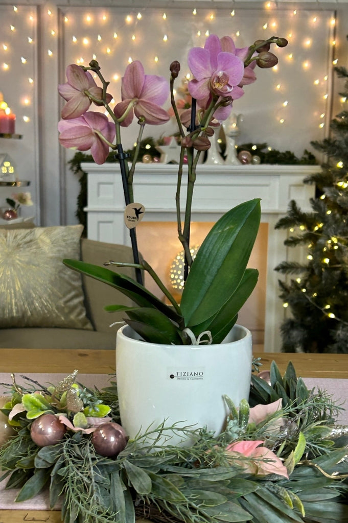 orchideenkübel_florentino (1)