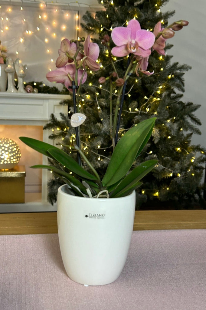 orchideenkübel_florentino (3)