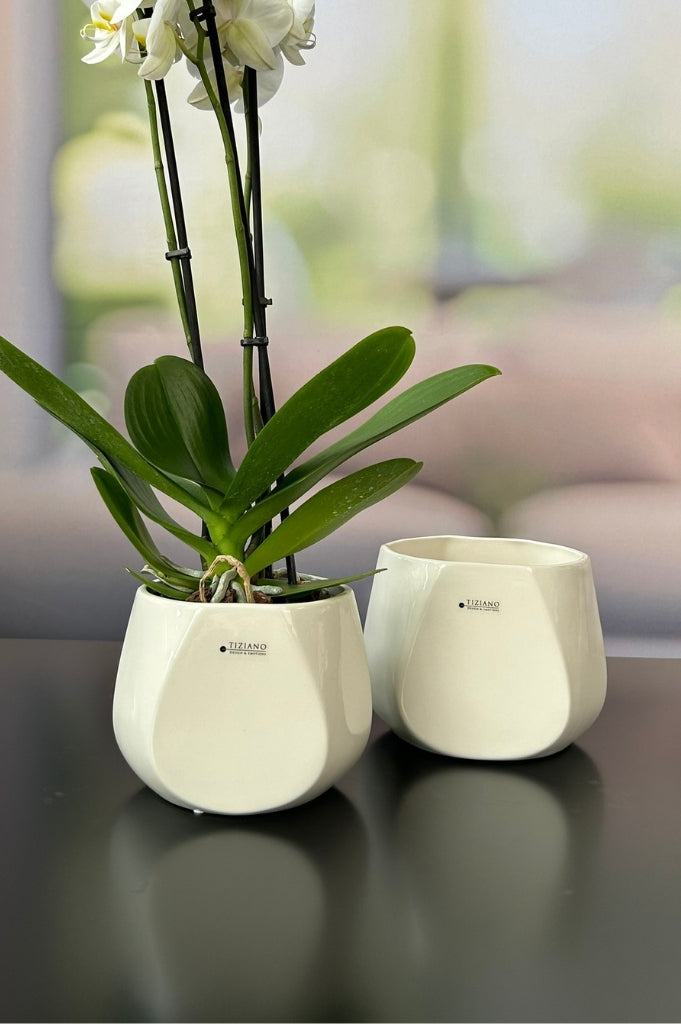 orchideenkübel_skara