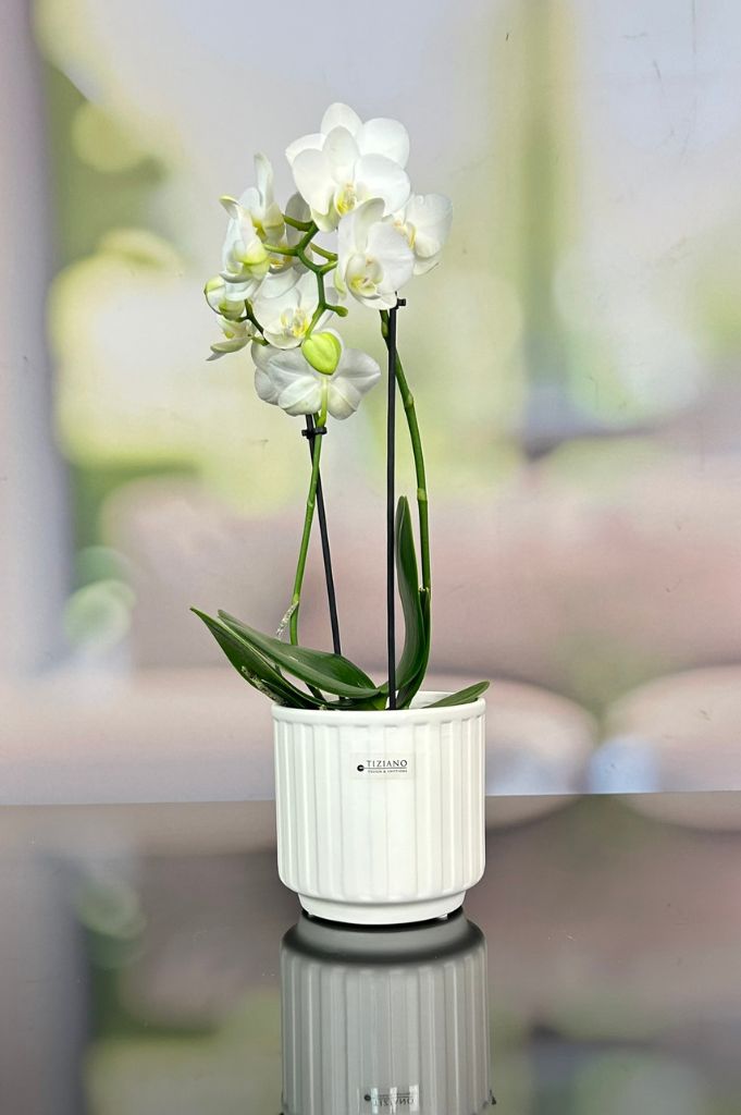 Orchideenkübel Riano