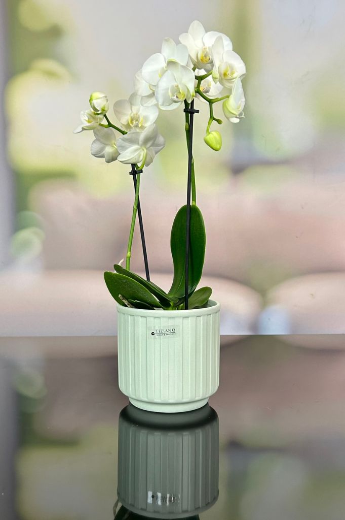 Orchideenkübel Riano