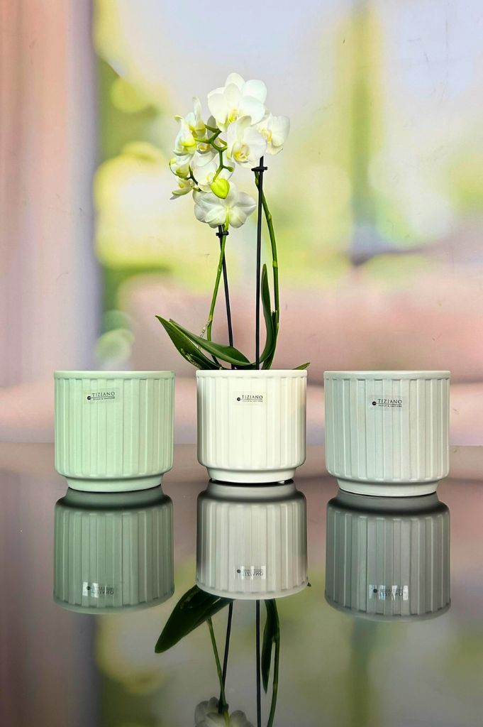 Orchideenkübel Riano