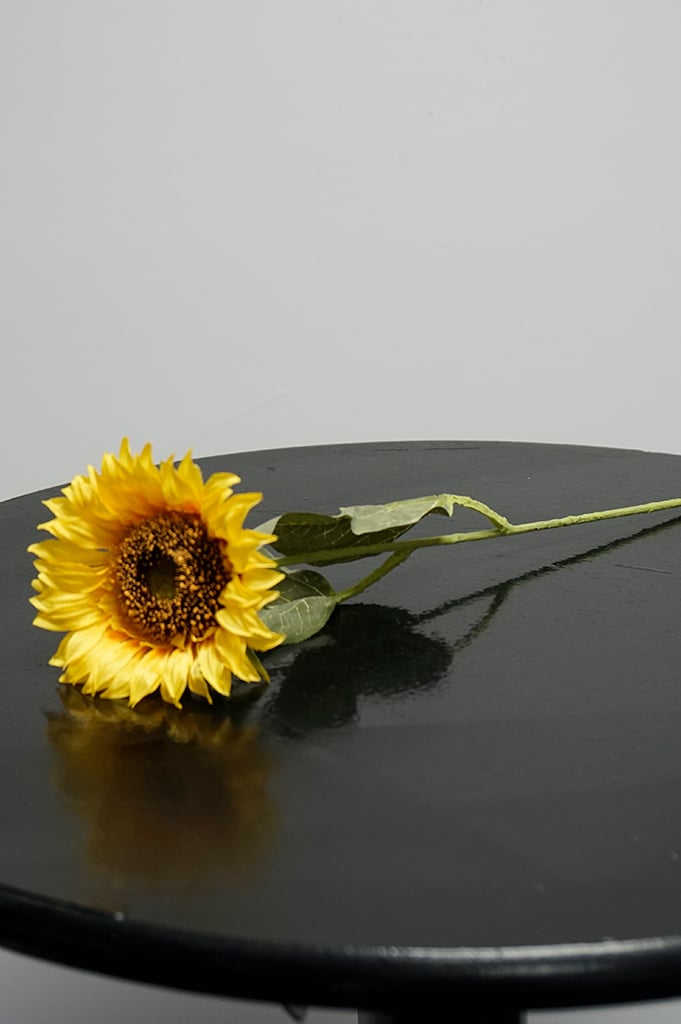 sonnenblume-gelb-liegend