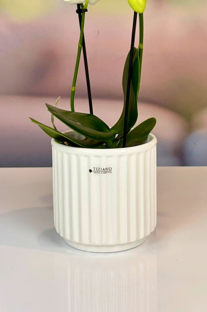 Orchideenkübel Torino 14cm creme-weiß