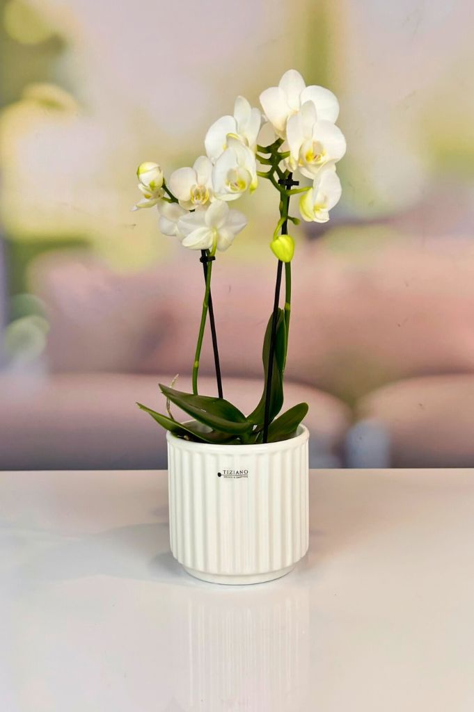 Orchideenkübel Torino 14cm creme-weiß