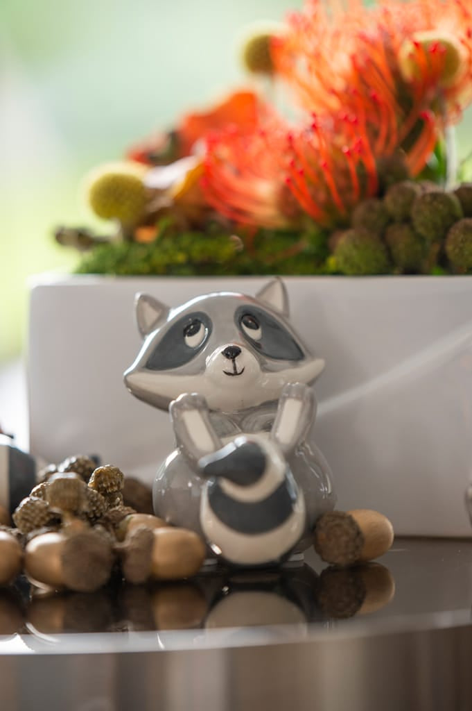 waschbaer-eddi-liegend