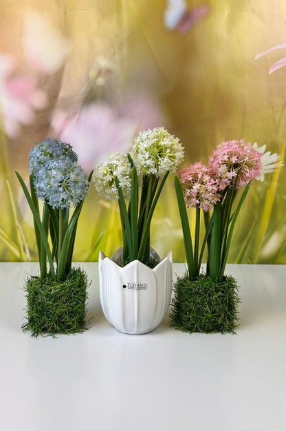 Allium weiß auf Grassockel