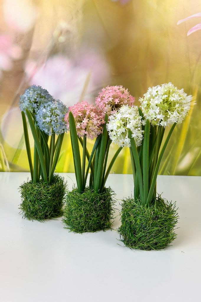 Allium weiß auf Grassockel