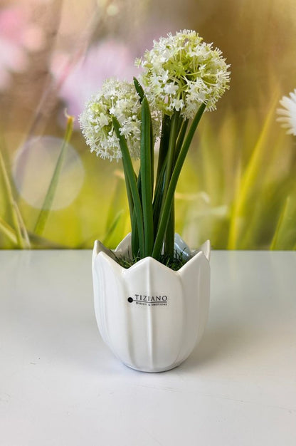 Allium weiß auf Grassockel