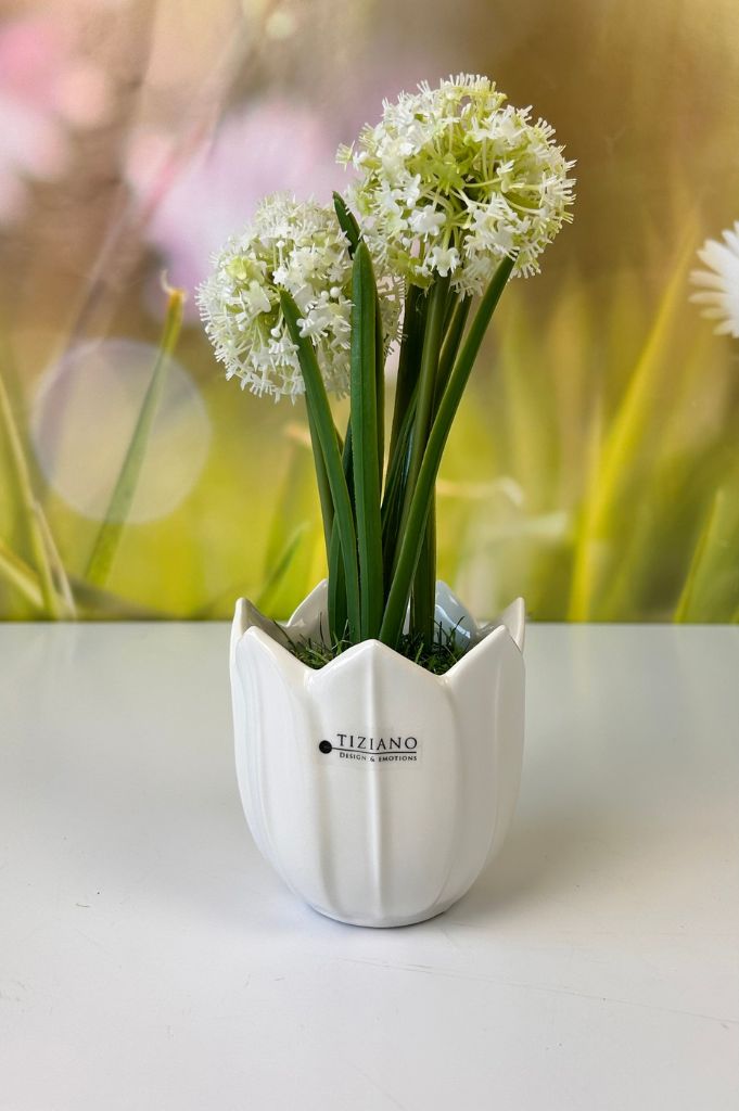 Allium weiß auf Grassockel