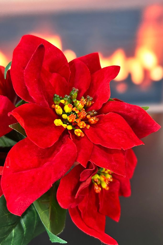 Deko Christstern Bündel rot