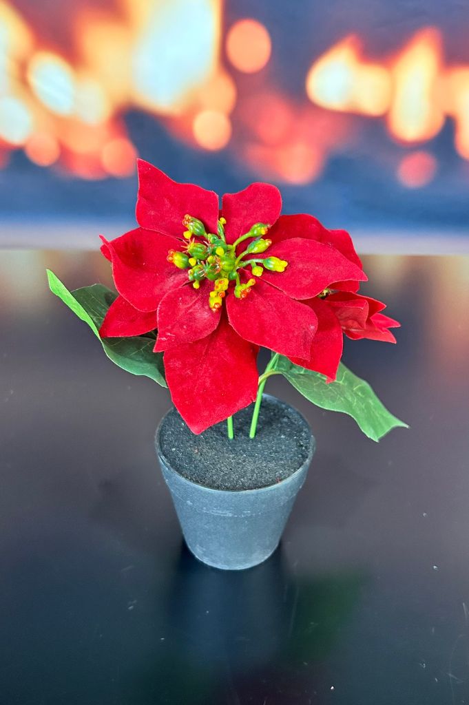 Deko Christstern rot im Topf