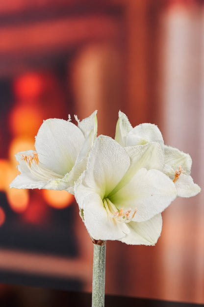 Deko Amaryllis 70cm weiß mit Schnee