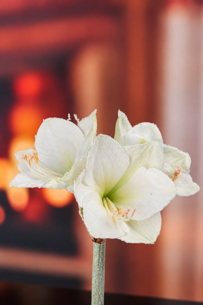 Deko Amaryllis 70cm weiß mit Schnee
