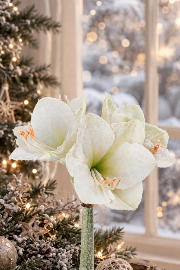 Deko Amaryllis 70cm weiß mit Schnee